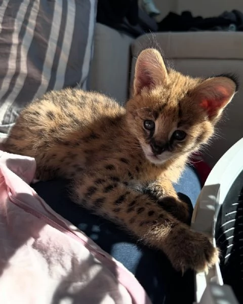 Serval eccezionale leleganza della savana a casa tua | Foto 1