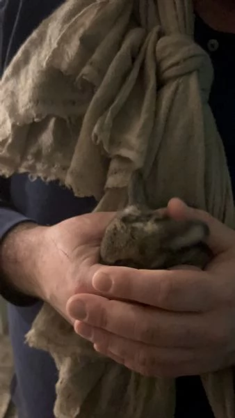 Vendo conigli ariete giganti | Foto 2