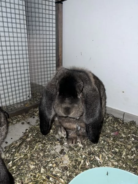 Vendo conigli ariete giganti | Foto 1