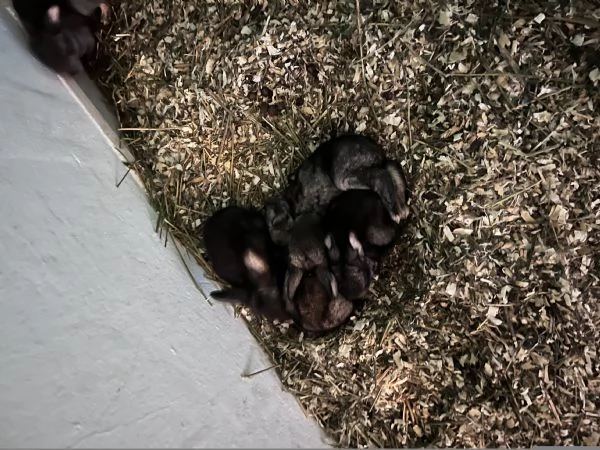 Vendo conigli ariete giganti | Foto 0