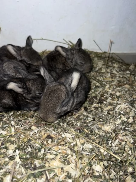 Vendo conigli ariete giganti