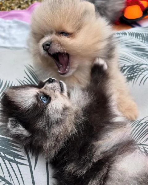 Bellissimo cucciolo di Pomerania maschio e femmina di 13 settimane pronto per partire | Foto 0