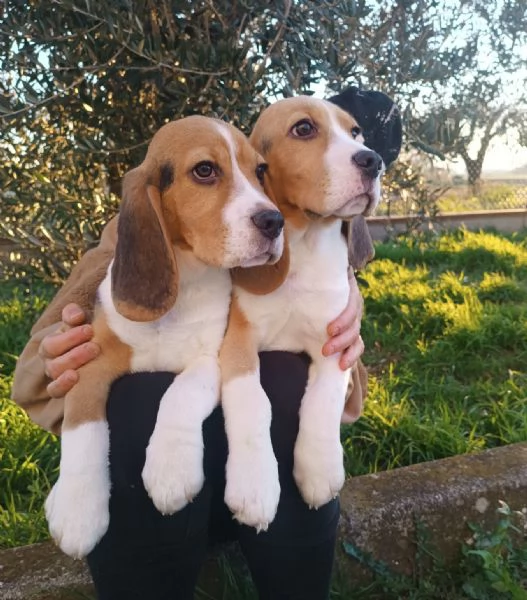 Cuccioli di Beagle