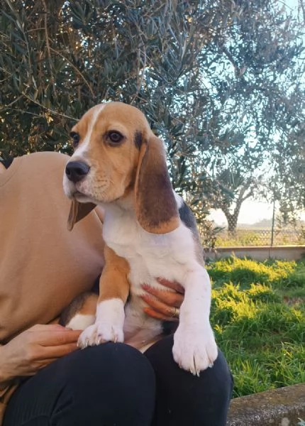 Cuccioli di Beagle | Foto 1