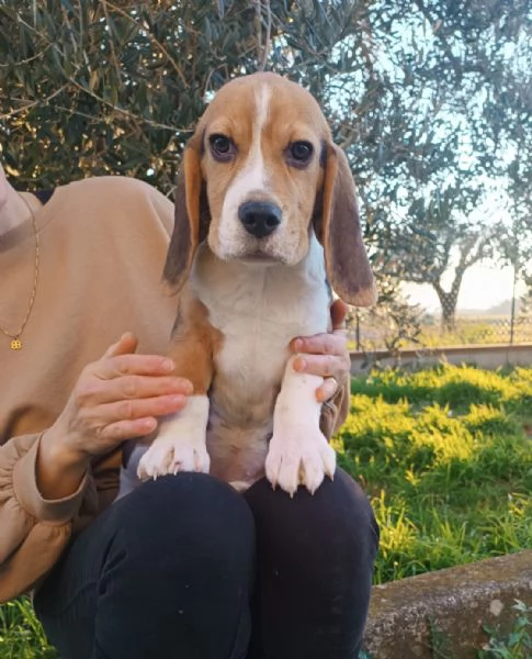 Cuccioli di Beagle | Foto 0
