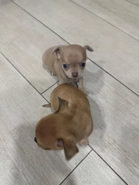 Cuccioli chiuhahua | Foto 2