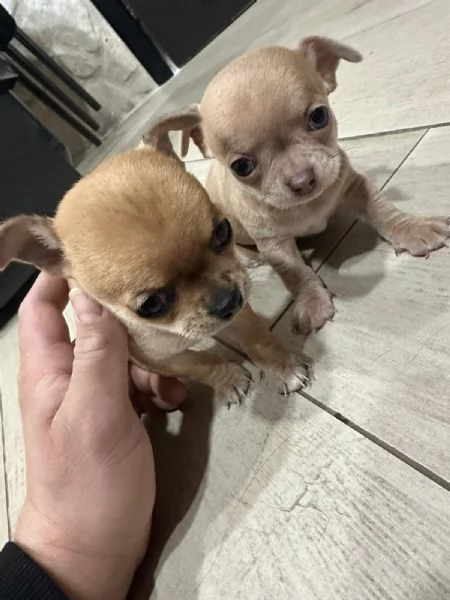 Cuccioli chiuhahua | Foto 0