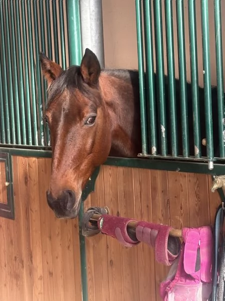 Bellissimo cavallo | Foto 2