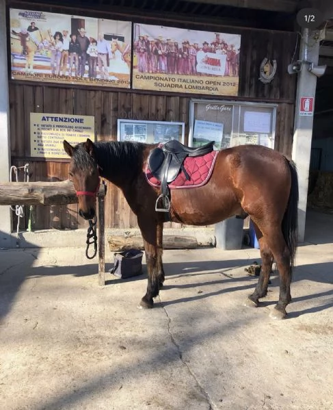 Bellissimo cavallo | Foto 0