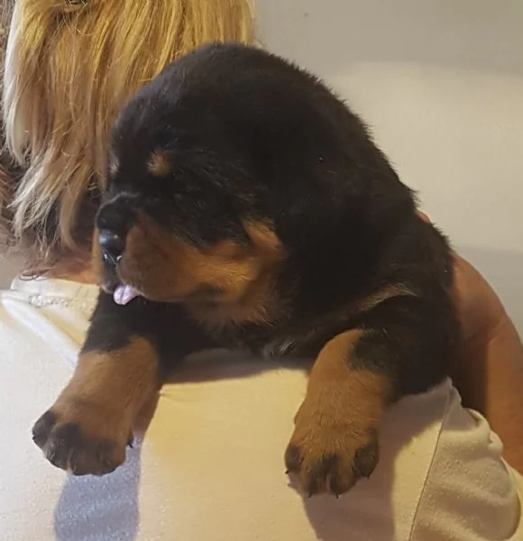 Cuccioli di Rottweiler alta genealogia 
