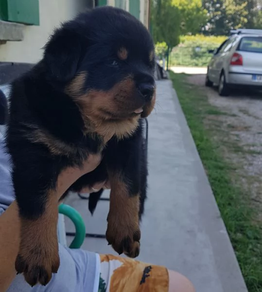 Cuccioli di Rottweiler alta genealogia  | Foto 6
