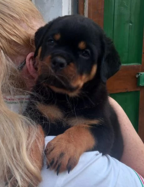 Cuccioli di Rottweiler alta genealogia  | Foto 3