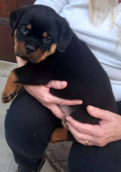 Cuccioli di Rottweiler alta genealogia  | Foto 2