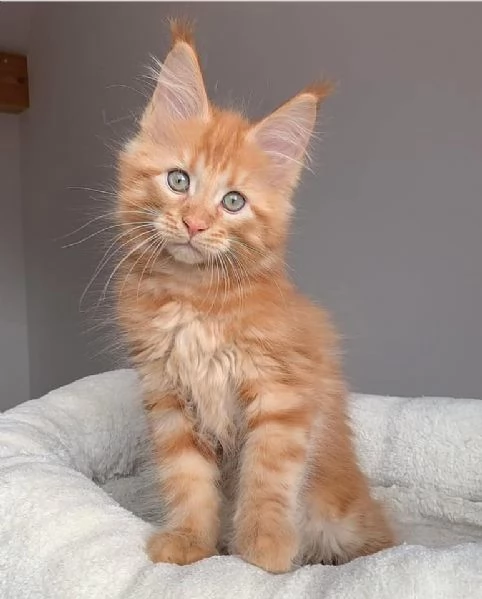 GATTINI MAINE COON Unico