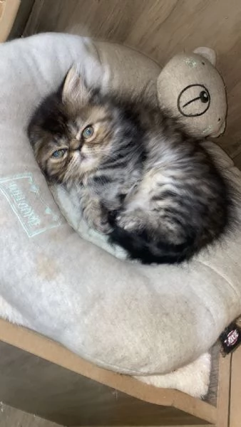 Gattina Persiana Blue Point