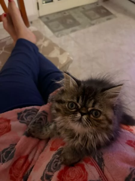 Gattina Persiana Blue Point | Foto 3