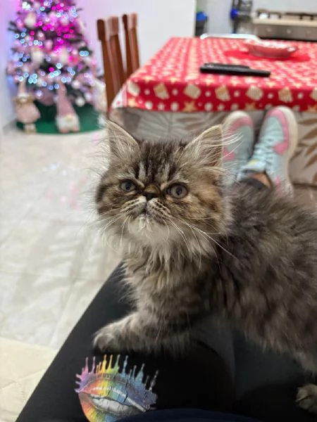 Gattina Persiana Blue Point | Foto 2