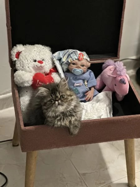 Gattina Persiana Blue Point | Foto 1