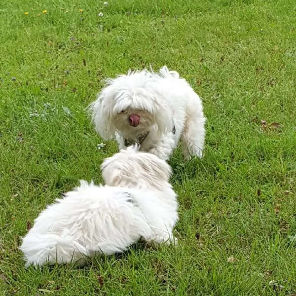 Cuccioli di Maltese Mini pronti per ladozione | Foto 3