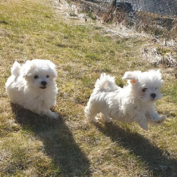 Cuccioli di Maltese Mini pronti per ladozione | Foto 1