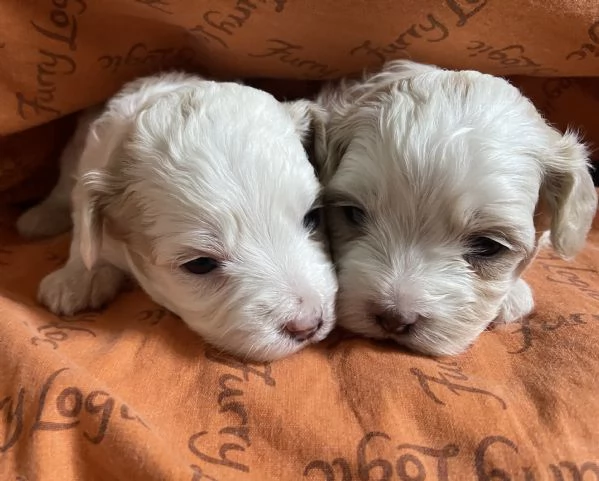 Cucciolo maltipoo | Foto 4