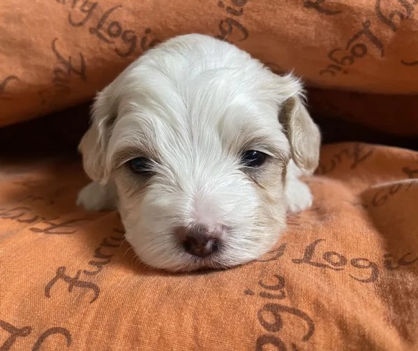 Cucciolo maltipoo | Foto 1