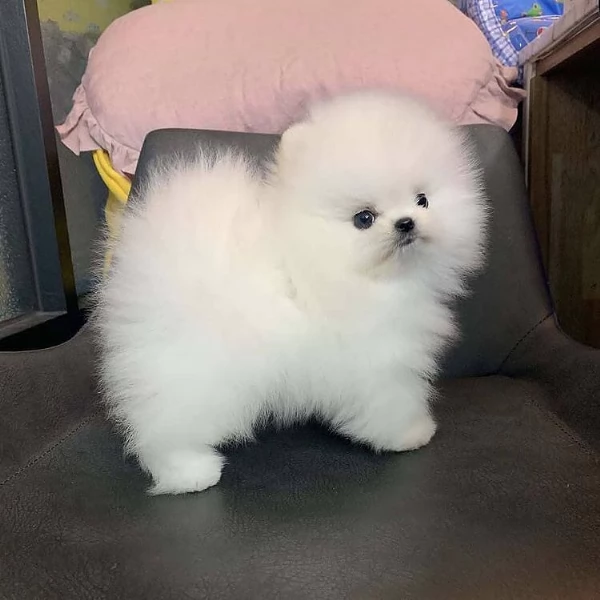 Cucciolo di Pomerania Toy con la faccia di pelliccia in adozione