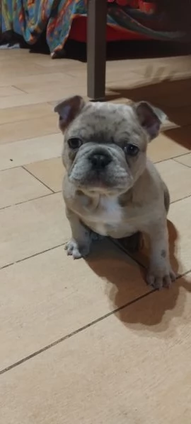Bulldog Francese Blue merle | Foto 3