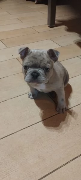 Bulldog Francese Blue merle | Foto 2
