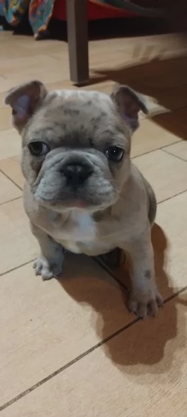 Bulldog Francese Blue merle | Foto 1
