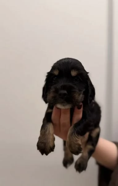 Cocker spaniel inglese | Foto 2