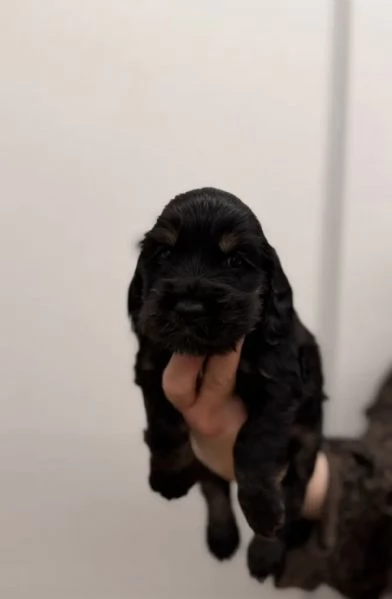 Cocker spaniel inglese | Foto 0