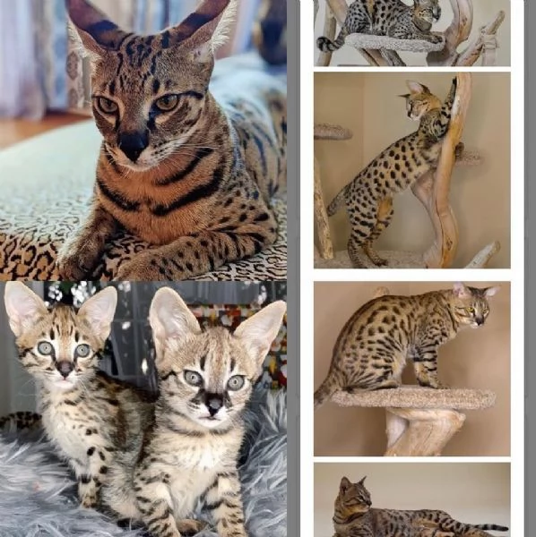 Cuccioli esotici Savannah F1 in vendita | Foto 0