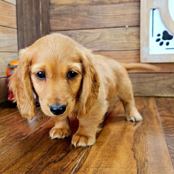 Regalo Bassotto nana cuccioli maschio e femmina | Foto 0