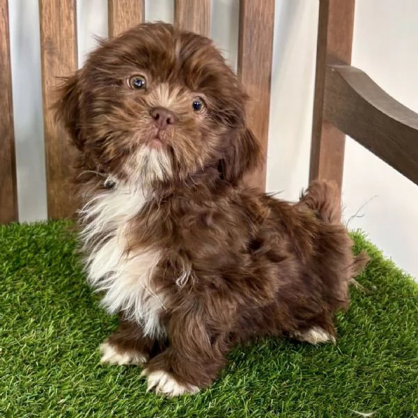 Maltipoo cuccioli maschio e femmina