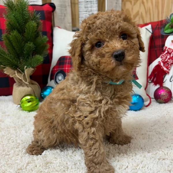 Regalo Barboncino cuccioli maschio e femmina | Foto 0