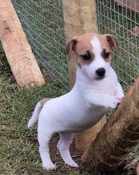 Jack Russell cuccioli maschio e femmina