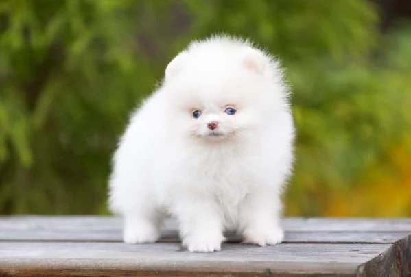 Regalo Pomeranian toycuccioli maschio e femmina