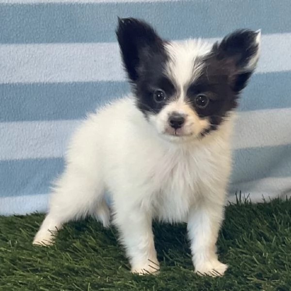 Papillon cuccioli maschio e femmina