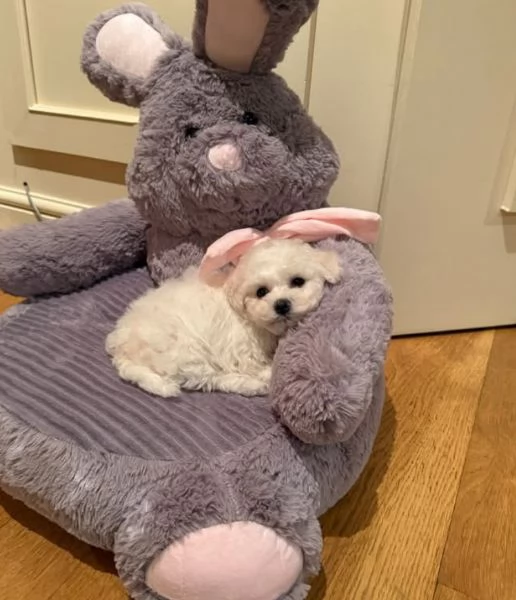 Regalo Bolognese cuccioli maschio e femmina | Foto 0