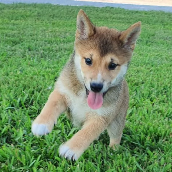 Shiba Inu cuccioli maschio e femmina
