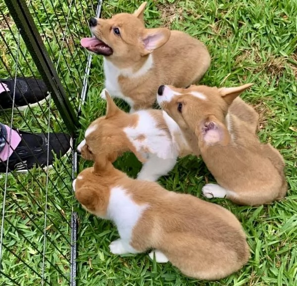 Welsh Corgi cuccioli maschio e femmina