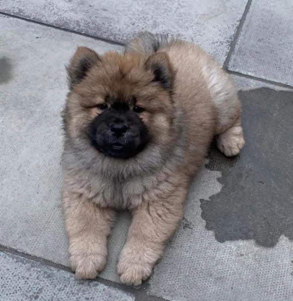 Chow Chow cuccioli maschio e femmina | Foto 0