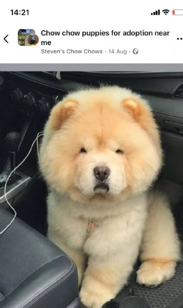 Chow Chow cuccioli maschio e femmina