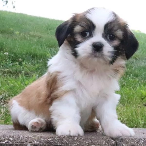 ShihTzu Mini Toy cuccioli maschio e femmina | Foto 0