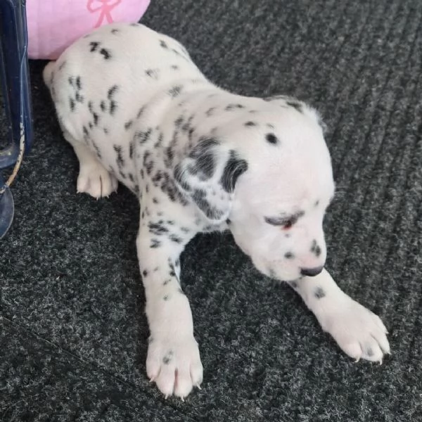 Dalmata cuccioli maschio e femmina