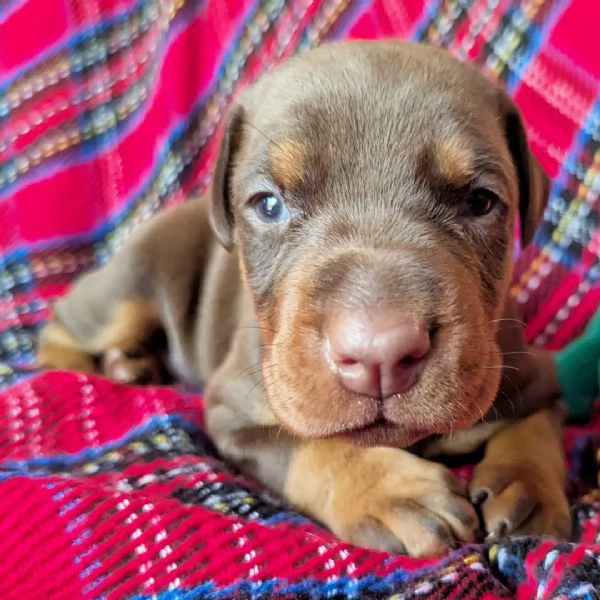 Dobermann cuccioli maschio e femmina | Foto 1