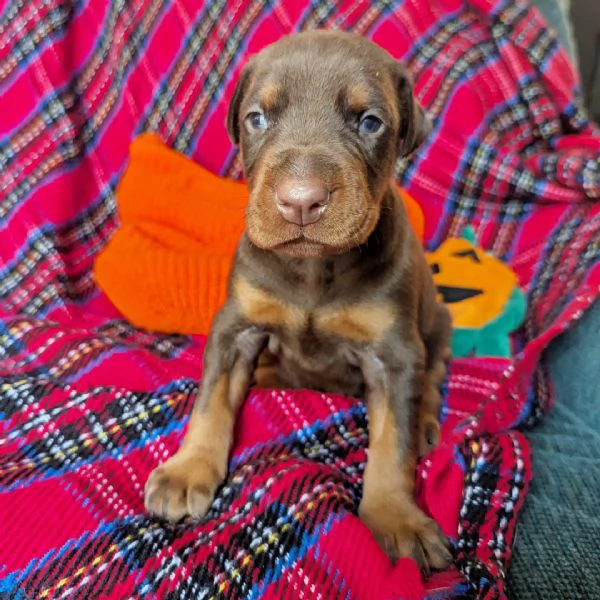 Dobermann cuccioli maschio e femmina