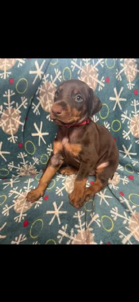 Regalo Dobermann cuccioli maschio e femmina | Foto 3