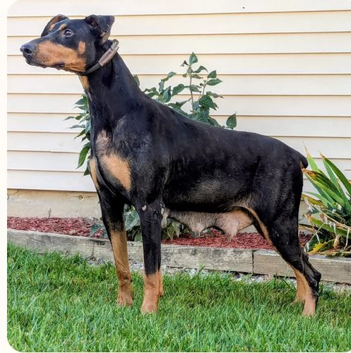 Regalo Dobermann cuccioli maschio e femmina | Foto 1